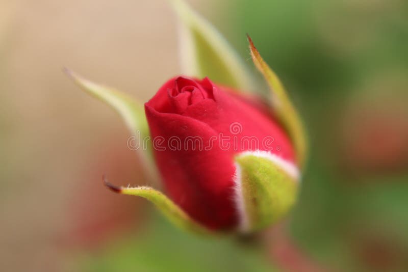 Red Rose Bud Stock Photo Image Of Love Foral Close 74024960