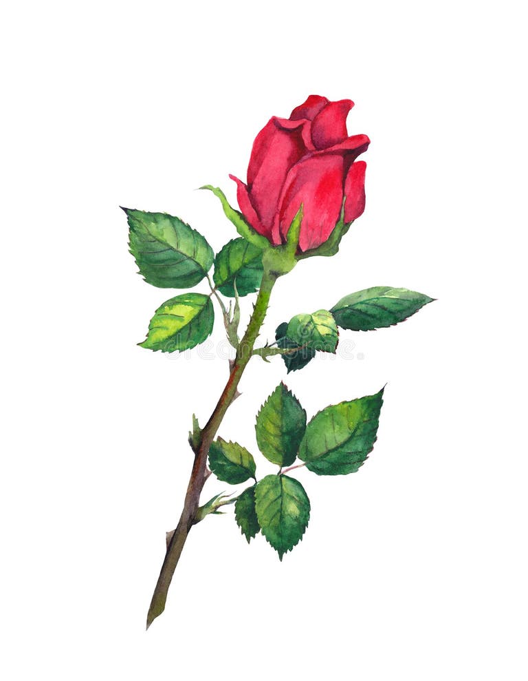 Rose Bud Stock Illustrations – 81,456 Rose Bud Stock Illustrations ...