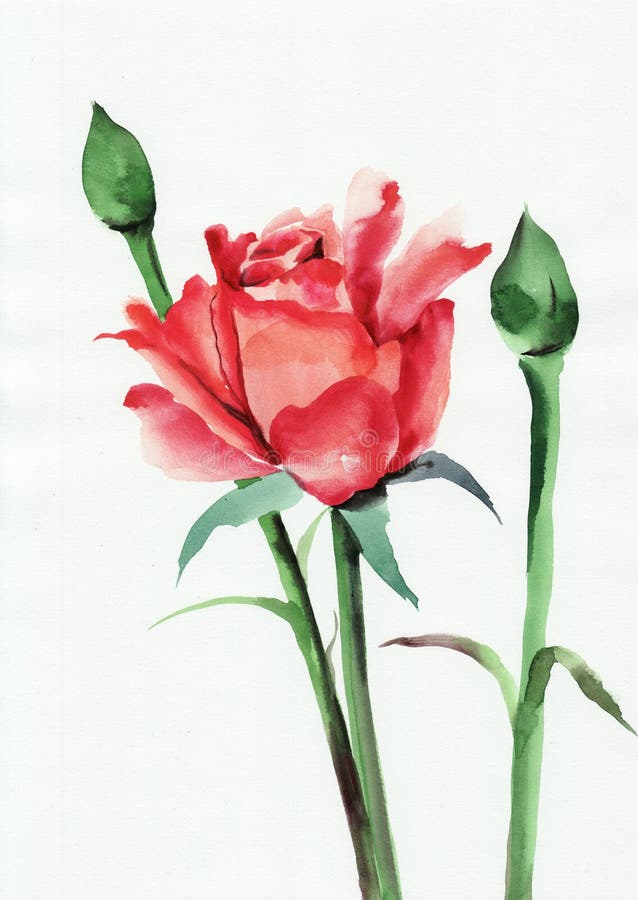 Red rose with buds stock illustration. Illustration of rose - 28827905