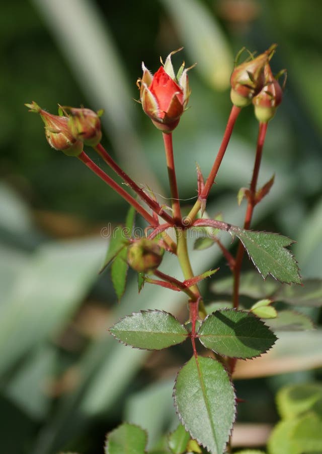 Red Rose Buds stock photo. Image of flora, tall, beginning - 71781508