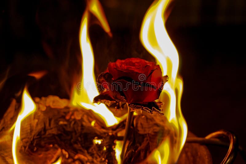 Red Rose Bulb Burns Slowly before the Fire Flames Stock Photo Image