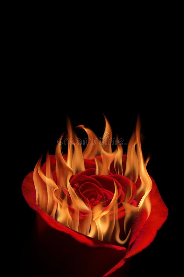 Rose in Flames/burning Rose on Fire is on the Black Background. Happy