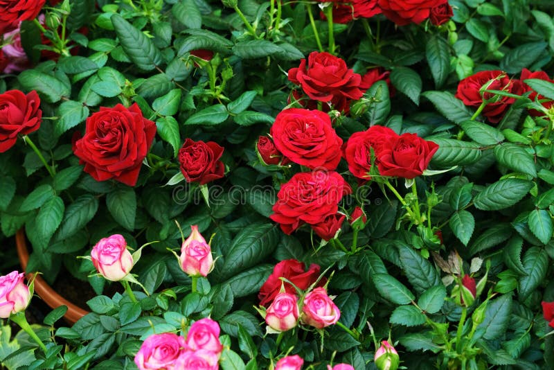 Red Rose Bush View from the Top Stock Image Image of hedge, plant
