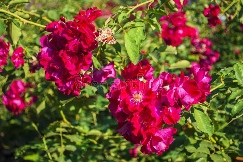 Red rose bushes close up stock photo. Image of detail 158251634