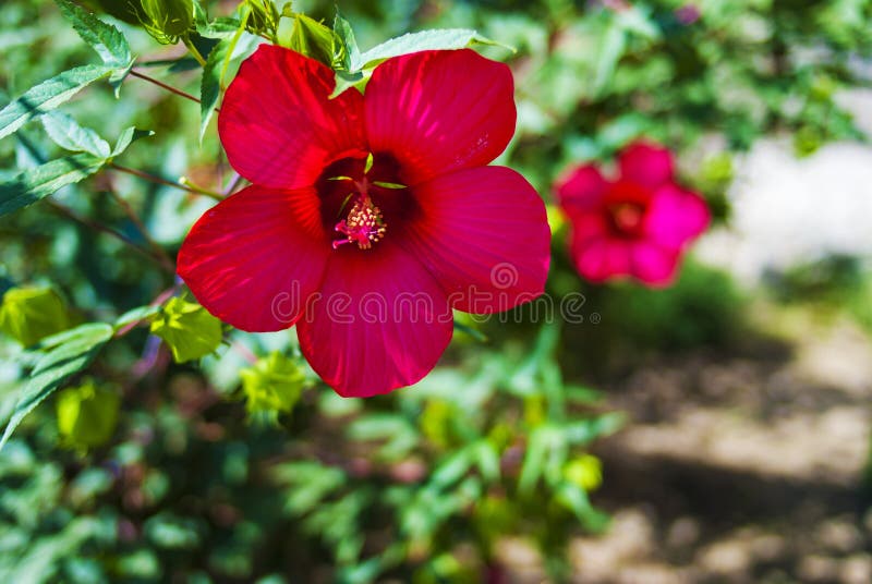 Red rose bushes close up stock photo. Image of bloom 158251710