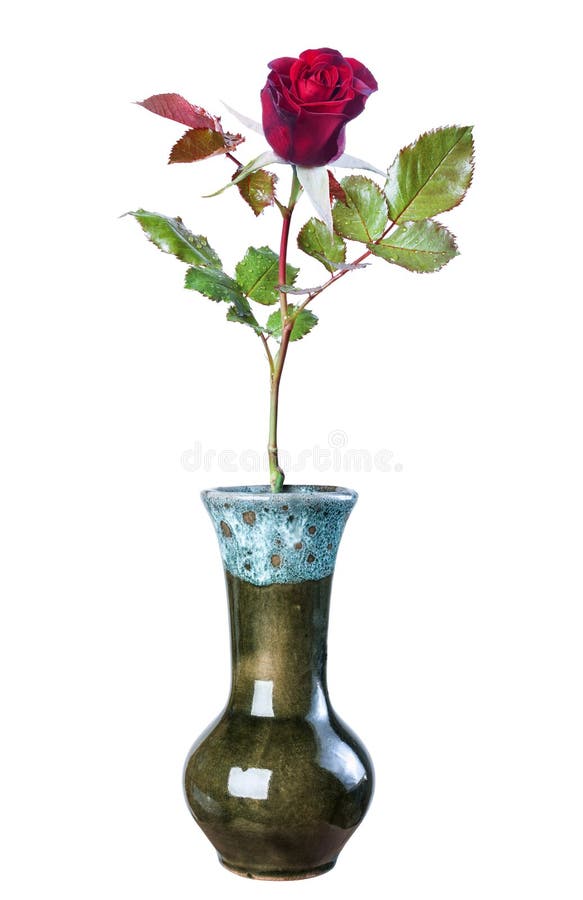Red Rose Ceramic Vase Isolate White Background Close Stock Photos