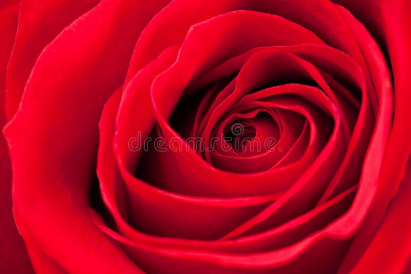 Red rose close-up