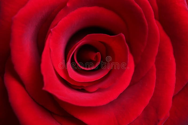 Red Rose close-up