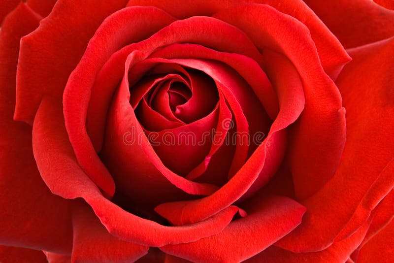 Red rose close-up