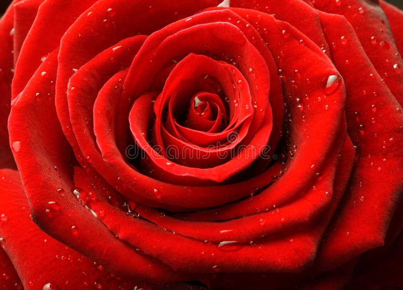 Red rose close up