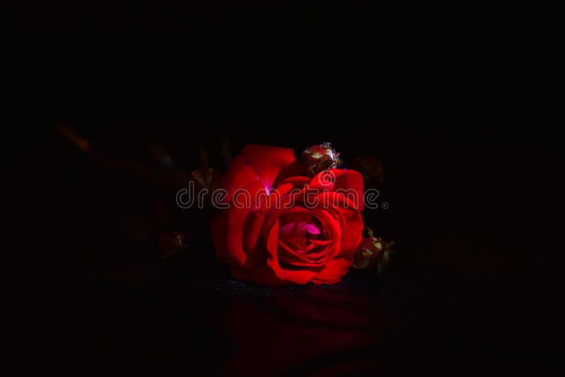 Red Rose Close-up on a Black Background Wallpaper Stock Image - Image of  decoration, floral: 161210345