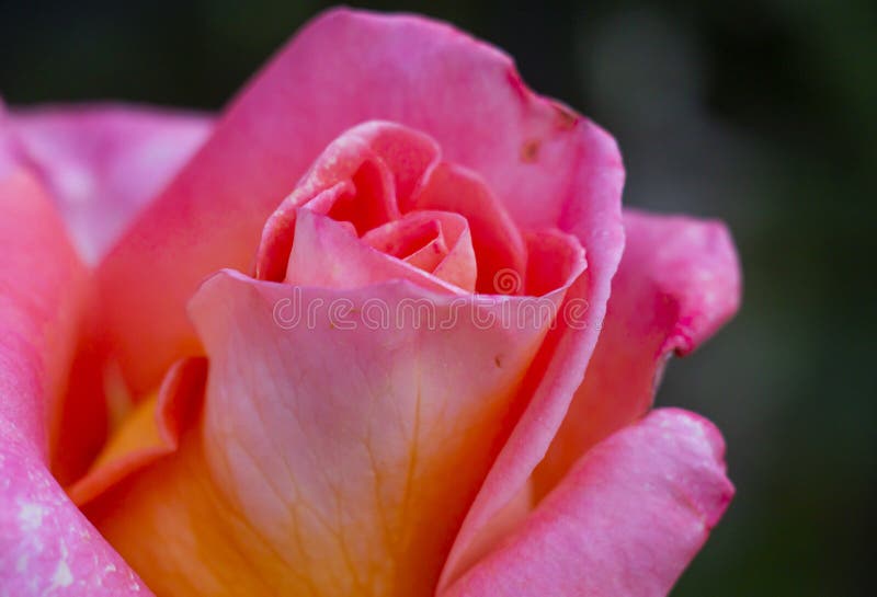 Red Rose Close Up in Garden Stock Image Image of blooming, beautiful