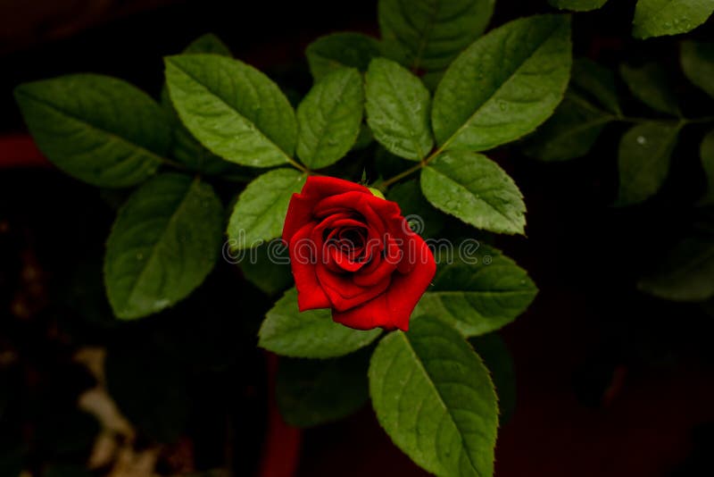 Red Rose 3d Stock Photos Download 298 Royalty Free Photos Red Rose 3d Stock Photos Download 298 Royalty Free Photos