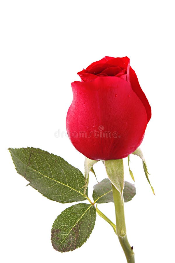 Red rose closeup isolated royalty free stock photography