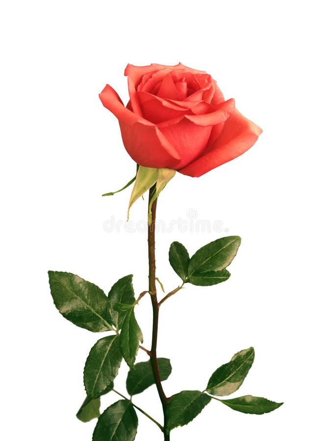 Red rose closeup isolated on white stock photo