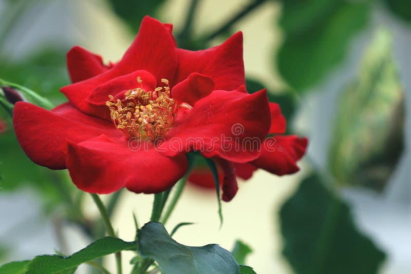 Beautiful Red Colour Blooming Bush Shrub. Chaenomeles Japonica