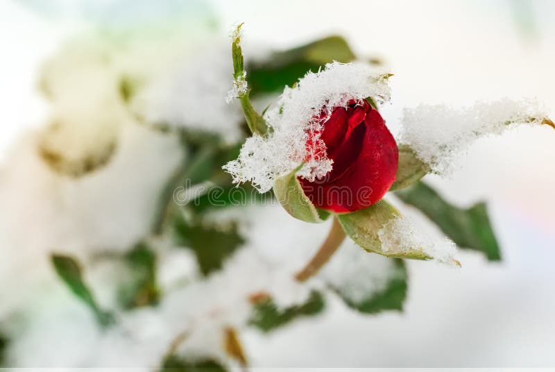 Red Rose Covered with the First Snow. Stock Image - Image of topic ...