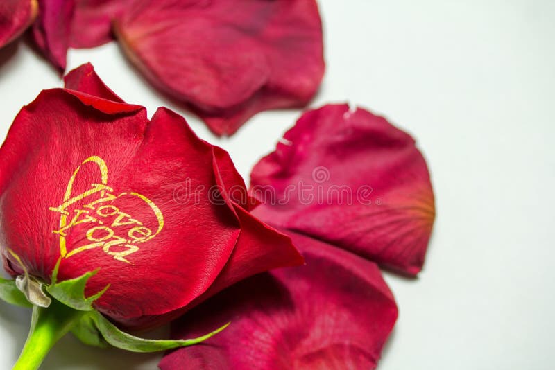2,054 I Love You Rose Stock Photos - Free & Royalty-Free Stock Photos from Dreamstime 2,054 I Love You Rose Stock Photos - Free & Royalty-Free Stock Photos from Dreamstime