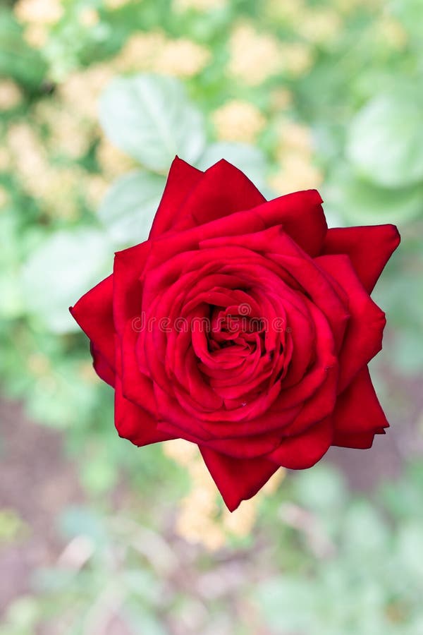 Hoa hồng đỏ luôn là biểu tượng của tình yêu, sự nữ tính và quyến rũ. Với hình ảnh chất lượng cao Deep focus stock image. Image of feminine - 169488967, bạn sẽ thấy được những chi tiết đẹp nhất của loài hoa huyền thoại này. Để xem thêm, hãy truy cập ngay! 