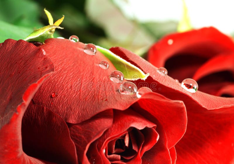 Red rose with droplets. Shallow DOF