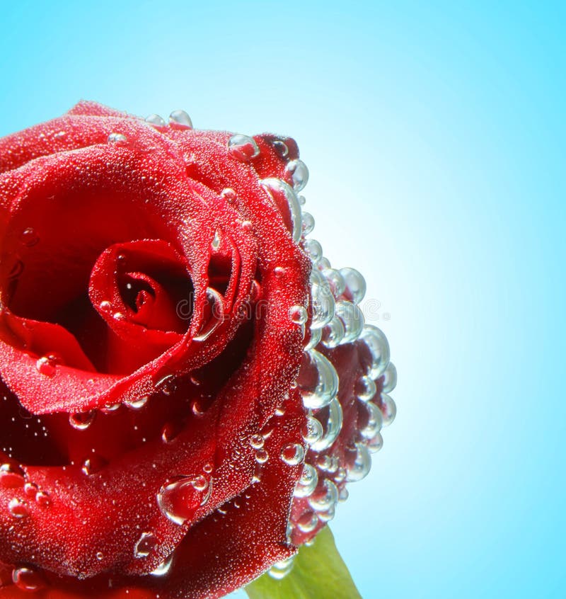 Red rose with drops