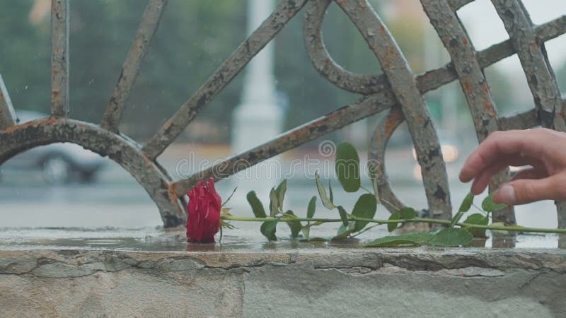 Red rose falling in dirty puddle. Valentine`s day. The concept of a quarrel and a divorce