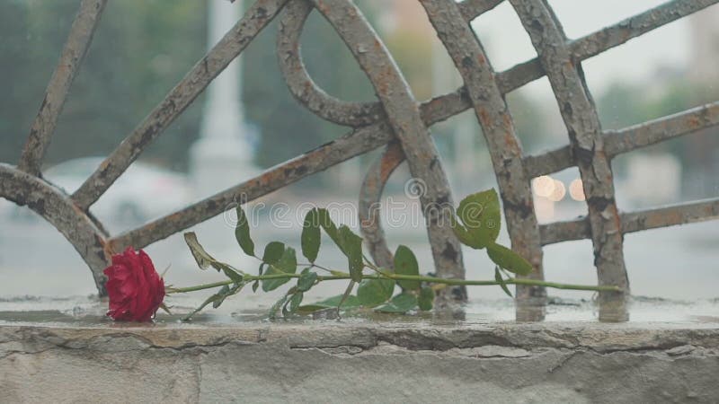 Red rose falling in dirty puddle. Valentine`s day. The concept of a quarrel and a divorce