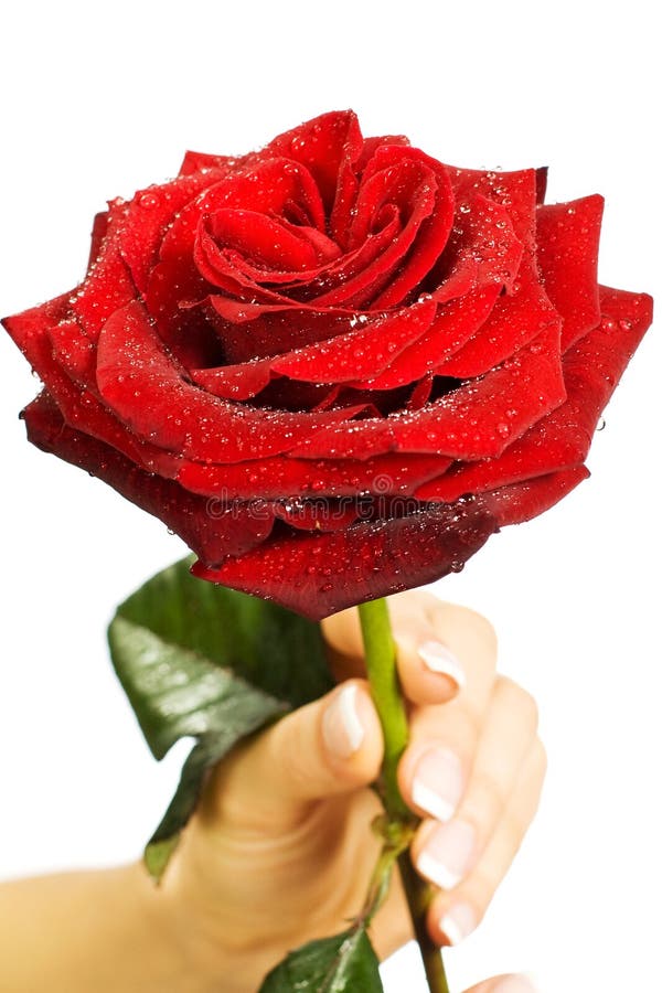 Red Rose in Female and Man S Hands Stock Photo Image of proposal
