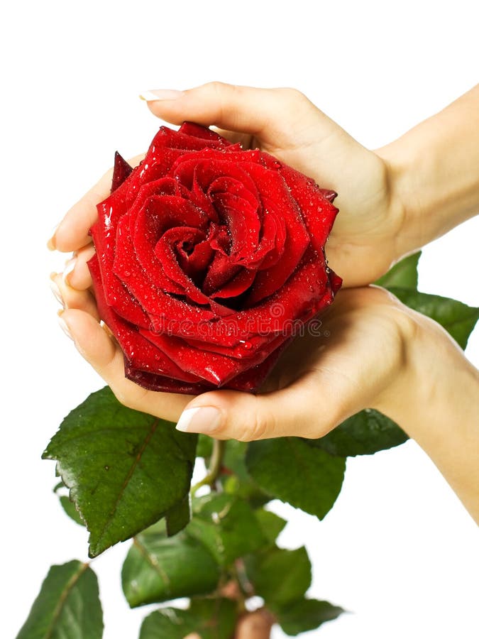 Red Rose in Female and Man S Hands Stock Photo Image of proposal