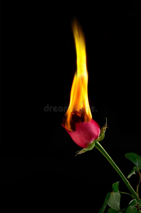 Red rose on fire