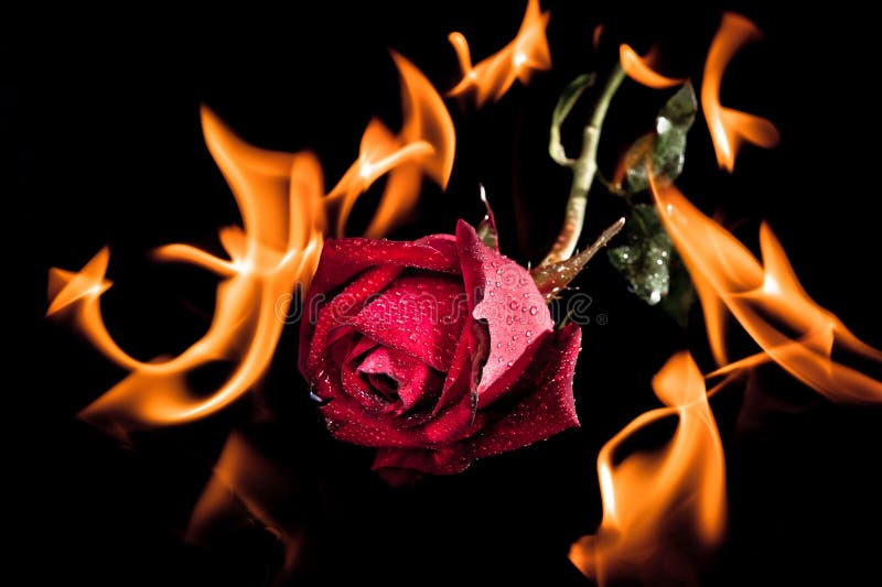 Rose On Fire Wallpapers  Wallpaper Cave