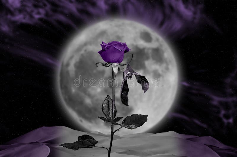 Moonlight Rose Stock Illustrations 527 Moonlight Rose Stock