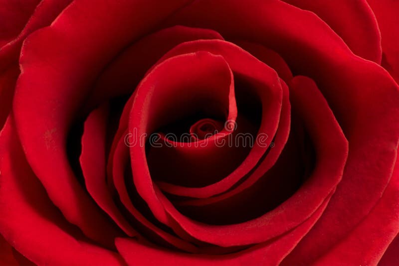 Red rose flower