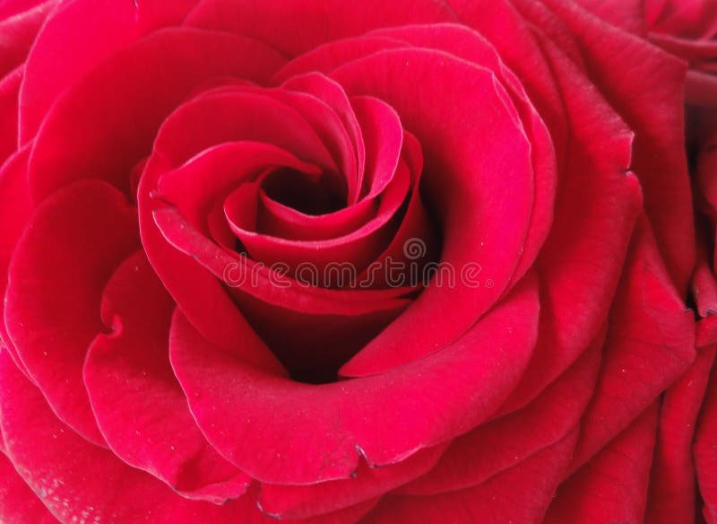 Red Rose Flower