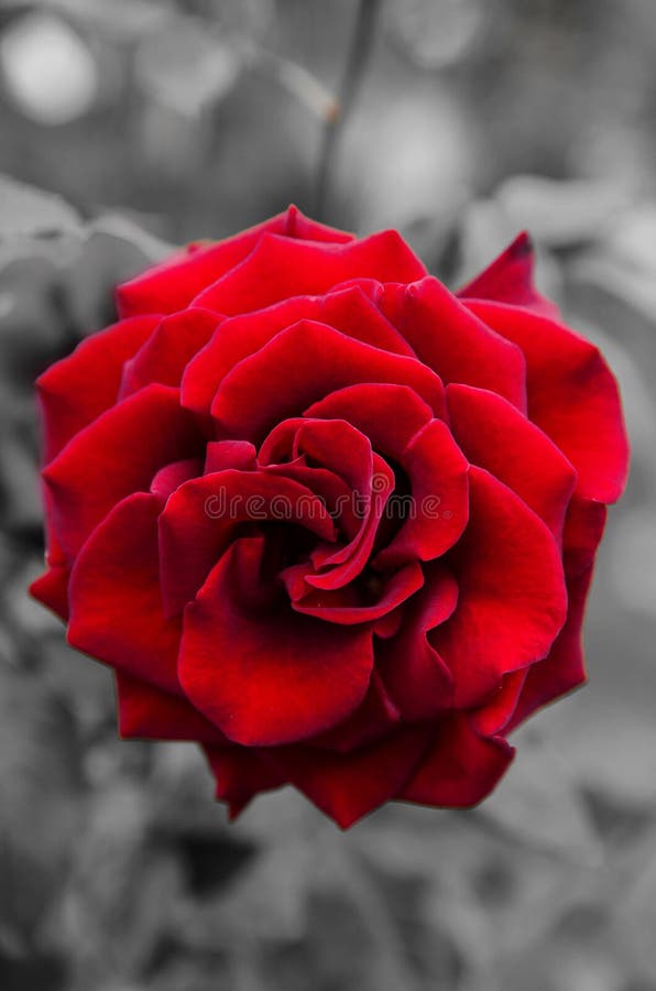 Red rose flower stock image. Image of woman, fleur, wedding - 28447961