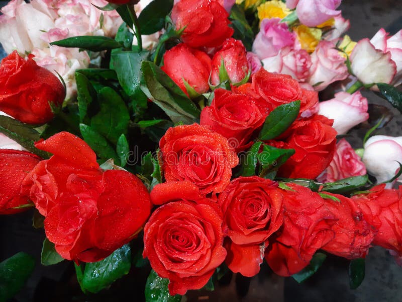 This is Red Rose Flower Buke Stock Image - Image of buke, couples