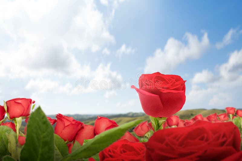 Red Rose Flower On The Field Stock Photo Image of flora, background