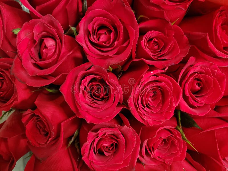 red rose flower in a floral bouquet for gift of love, background and texture royalty free stock photos red rose flower in a floral bouquet for gift of love, background and texture royalty free stock photos
