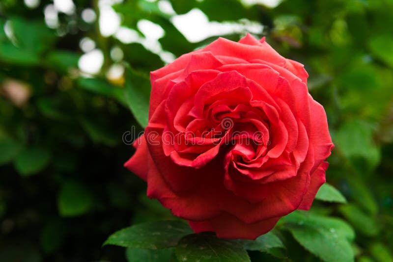 Red rose flower stock photo. Image of petal, color, colour - 91809702