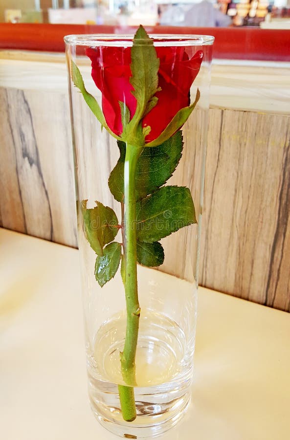 Red Rose Flower in the Glass Stock Image Image of color, beautiful