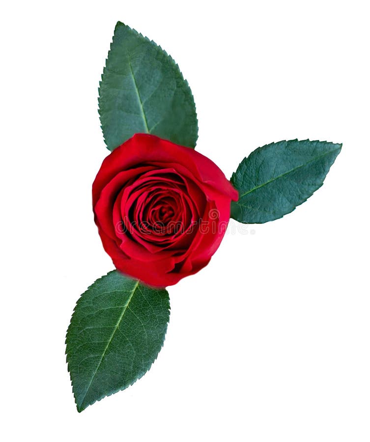 Red Rose Flower With Green Leaves Isolated On White Background