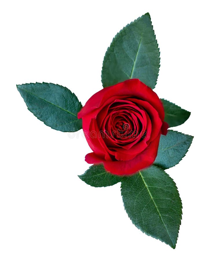 Red Rose Flower with Green Leaves Isolated on White Background ...