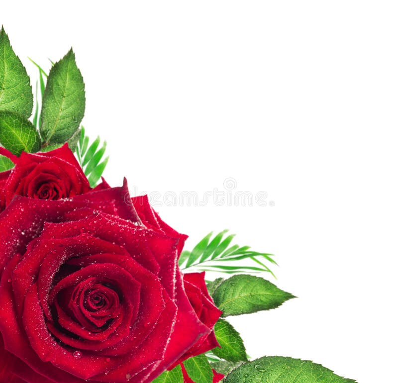 Red rose flower with green leaves on white background