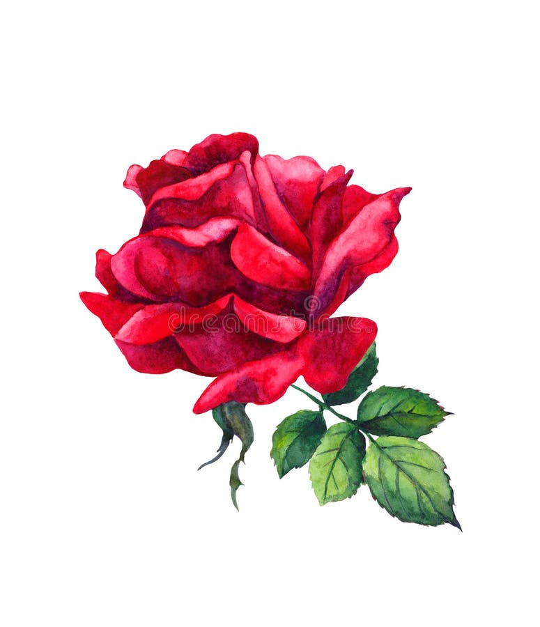 Red Rose Flower. Isolated Watercolor Illustration Stock Illustration ...