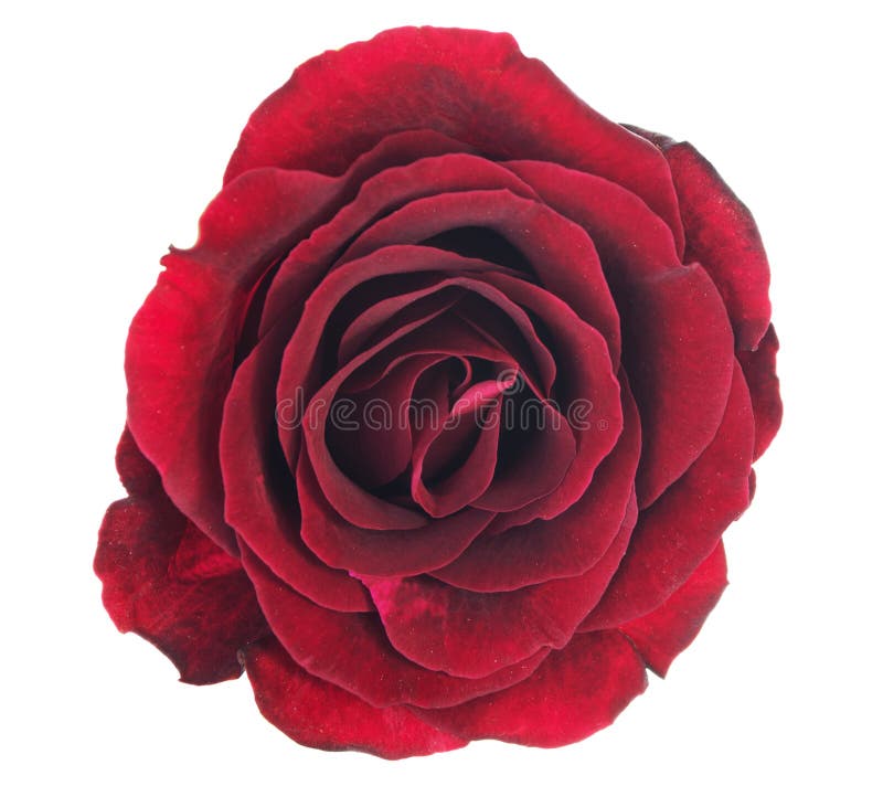 Red rose flower isolated on white background with clipping path royalty free stock photos Red rose flower isolated on white background with clipping path royalty free stock photos