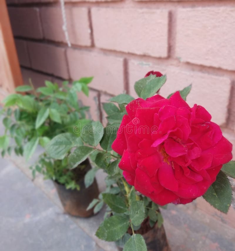 Red Rose Flower with Leaves Stock Photo Image of bouquet, peony