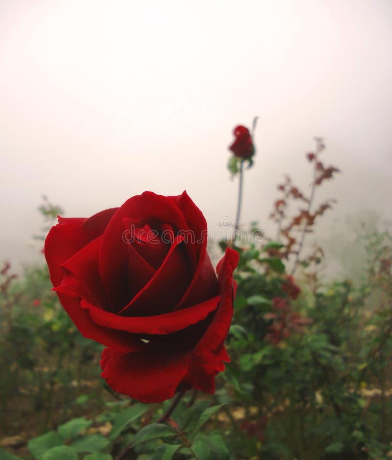 14,282 Flower Fog Mist Stock Photos Free & RoyaltyFree Stock Photos from Dreamstime