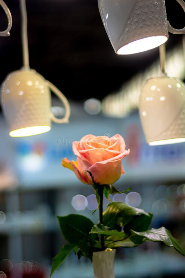 Red Rose Flower in the Rays of Light Bulbs Stock Image - Image of ...