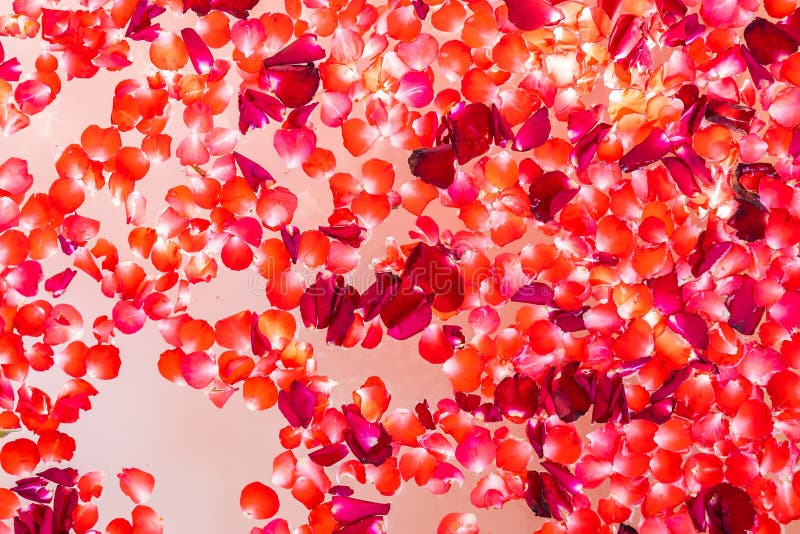 Red Rose Flower on Water in Bathtub Decoration Interior Stock Image