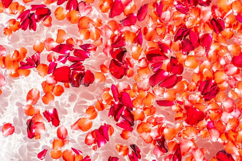 Rose bathtub stock image. Image of indoors, toilet, bathtub 37043925